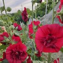 큰돌농장 이미지