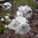 홍도유치원 이미지