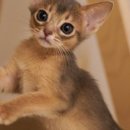 캐터리 페르마타 이미지