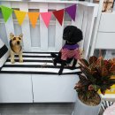 냥이를 사랑하는 멍멍이 이미지