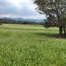 와흘메밀마을 이미지