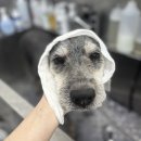 멍멍하개 이미지