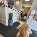 누리한방병원 | 닥스훈트 누리 침치료.디스크.후지마비.디스크초기.강아지엑스레이