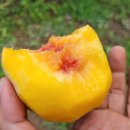 아침농장순창 이미지