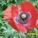 석양 속 생명의 날 이미지