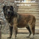 애견백과 - 아제르바이잔 셰퍼드 도그 (Azerbaijan Shepherd Dog) 이미지