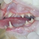 케어덴 동물치과&내과병원 이미지