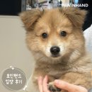 1966 | 포인핸드 입양후기[❤️입양후기❤️] 1966.콩순