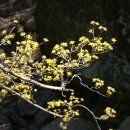 노란병아리 이미지