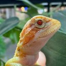 알비노랩 이미지