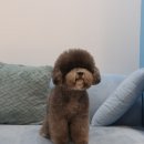 엘리시안퍼피 이미지