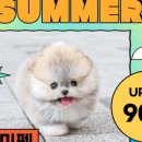 유앤미펫 강아지분양 고양이분양 시흥점 이미지