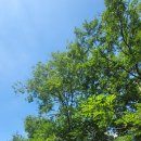 데미샘꿈그린 이미지