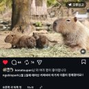5월 나가사키 바이오파크에 레서판다 보러 갔다가 카피바라에 빠졌어요😂
