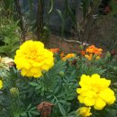 김영진농장 이미지