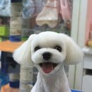 강아지 미용 이미지