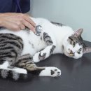 토평동물병원 이미지