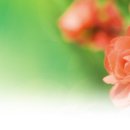 금상첨화 이미지