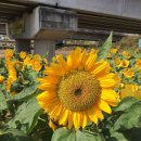 진원초등학교 | 오랜만의 주말 데이트 장성 해바라기 코스모스?? 찍고 광주 근교 장성 스테이196 카페 분위기 좋아~~!ㅎ