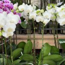 사파동121 이미지