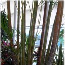 야자수정원 이미지