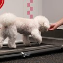 어니스트독(HONEST DOG) 이미지