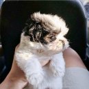 강아지분양 고양이분양 멍앤냥 수원점 | 수원시청 강아지분양 멍앤냥에서 마음에 쏙 드는 강아지 찾았음