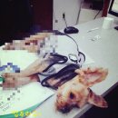 D&C동물병원 | 강아지가 아플때.... 인천동물병원 횡포