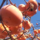 아름다운밀양농장 이미지