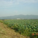 선화2리 이미지