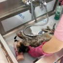 캣앤독동물병원 이미지