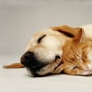 배부른고양이 이미지