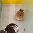 제제네 멍치원 이미지