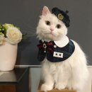 고양이 유치원 | 고양이 유치원이란?