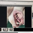 멍멍냐옹 | 인천 멍멍냐옹 동물병원에서 고양이 건강검진, 스케일링 하고 온 후기