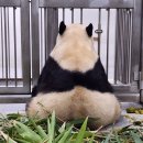 판다제이