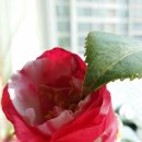 [25-3] 플로리스트 취미반 이미지