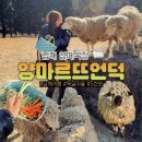 하얀마을경남경로당 | 독일마을 옆에 이런곳이? 남해겨울여행 5천원으로 즐기는 양떼목장