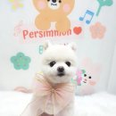 예쁘댕 이미지