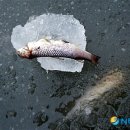양지동사 뉴시스