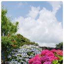 청수 곶자왈 이미지