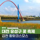 코스모스 | 대전 갑천 황화코스모스 축제 후기