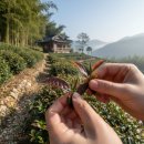 한국의 다도(茶道)_다신전과 동다송 | 다신전(茶神傳)- 1.採茶