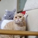 고양이 모자 이미지