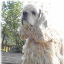 그랑샤리오 이미지