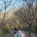 진달래공원 Daum카페