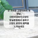 더 반려 강아지분양 고양이분양 잠실본점 이미지