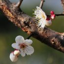 꽃피는날 이미지