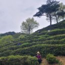 구재봉자연휴양림(하동) 이미지