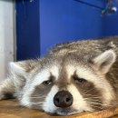 멍이와 쿤이 이미지